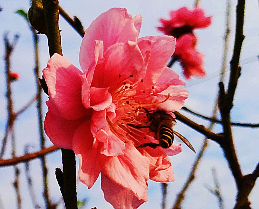 Đào Nhật Tân khoe sắc sớm, chào đón năm mới 2018