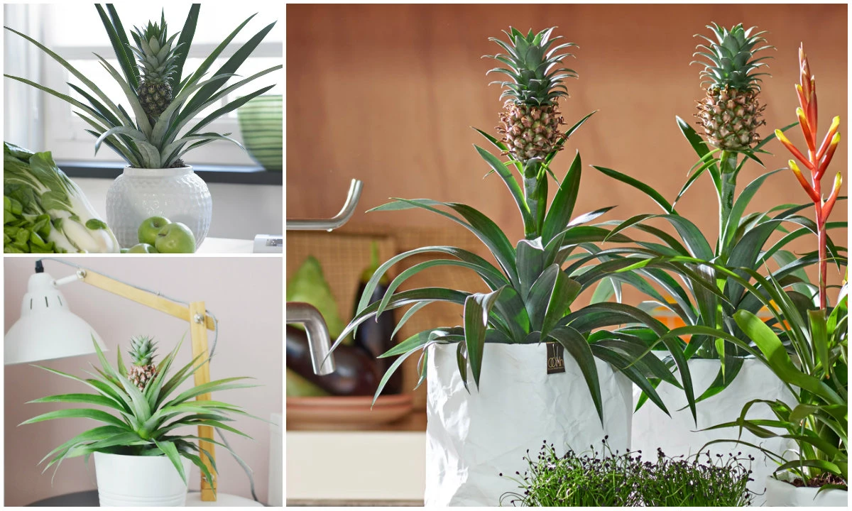 Bonsai dứa chưng Tết siêu độc khiến dân HN mê đắm