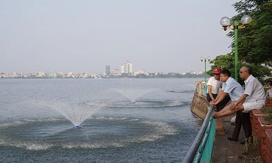 Chùm ảnh: Cá đã bơi lội tung tăng ở Hồ Tây