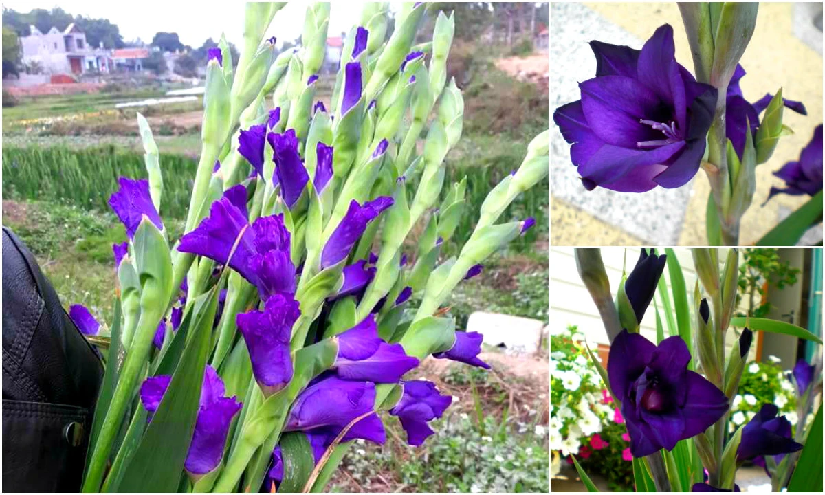 Chị em "sốt xình xịch" lùng mua lay ơn tím độc lạ chơi sau Tết