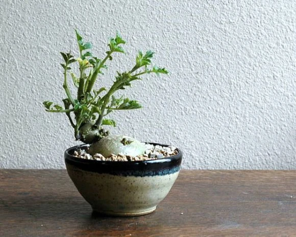 Mê tít bonsai khoai tây bé như ngón tay tuyệt đẹp