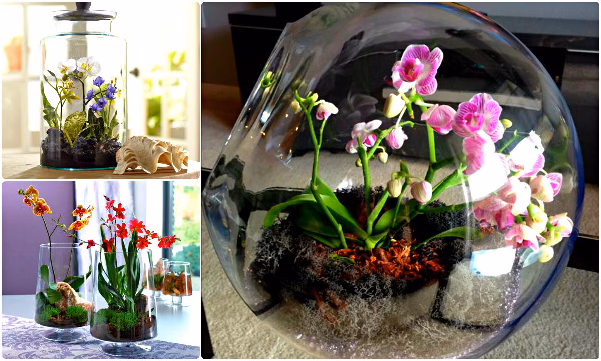 Bình thủy tinh hoa lan mini trưng Tết hút hồn dân Hà Nội
