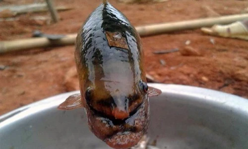 5 loài cá “đặc sản” ngày càng hiếm ở miền Tây Nghệ An