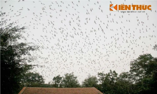 Chiêm ngưỡng “đồi cò” có một không hai ở Nghệ An