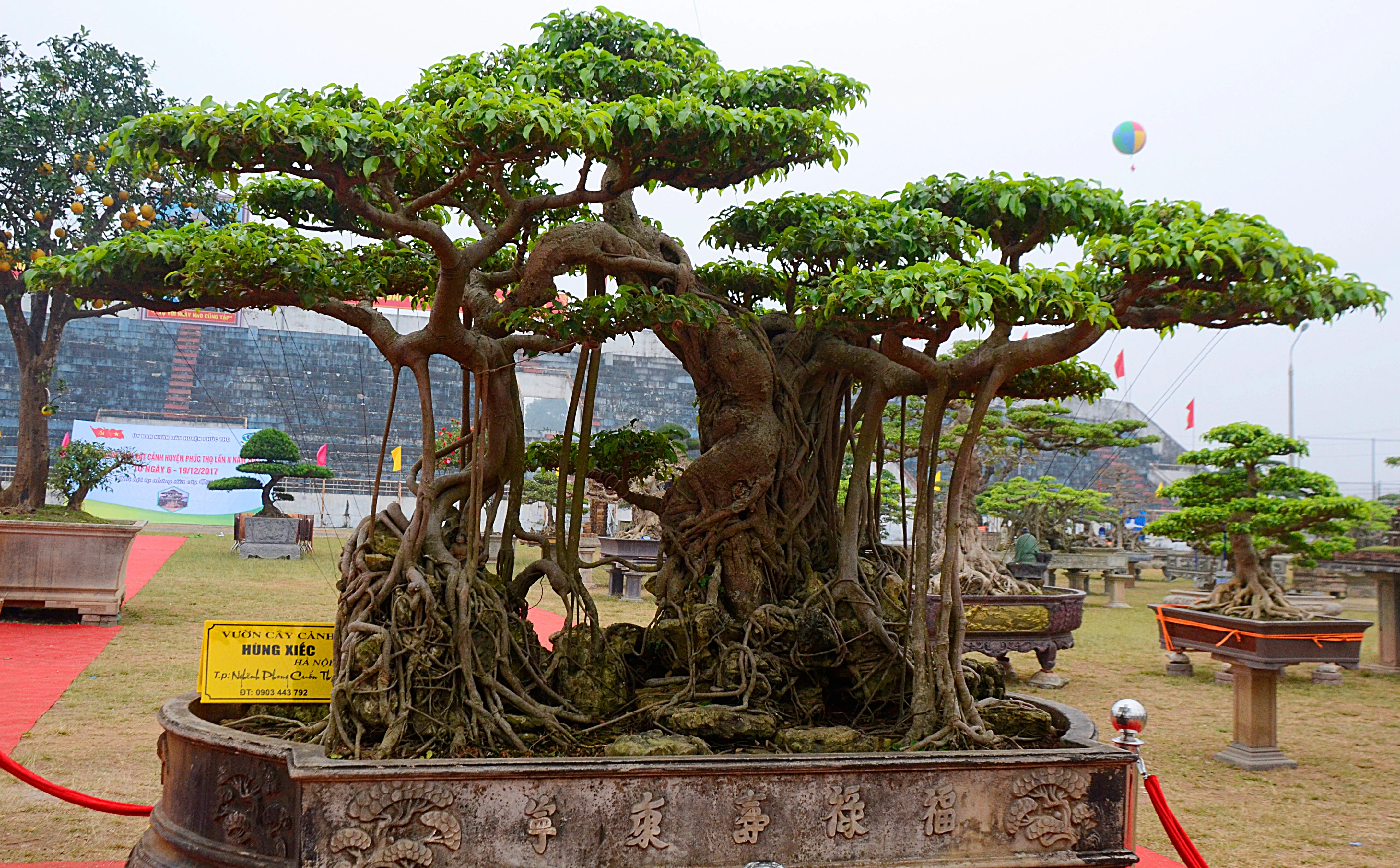 Cây sanh cổ thế “Nghênh phong cuốn thủy” của đại gia Hà thành