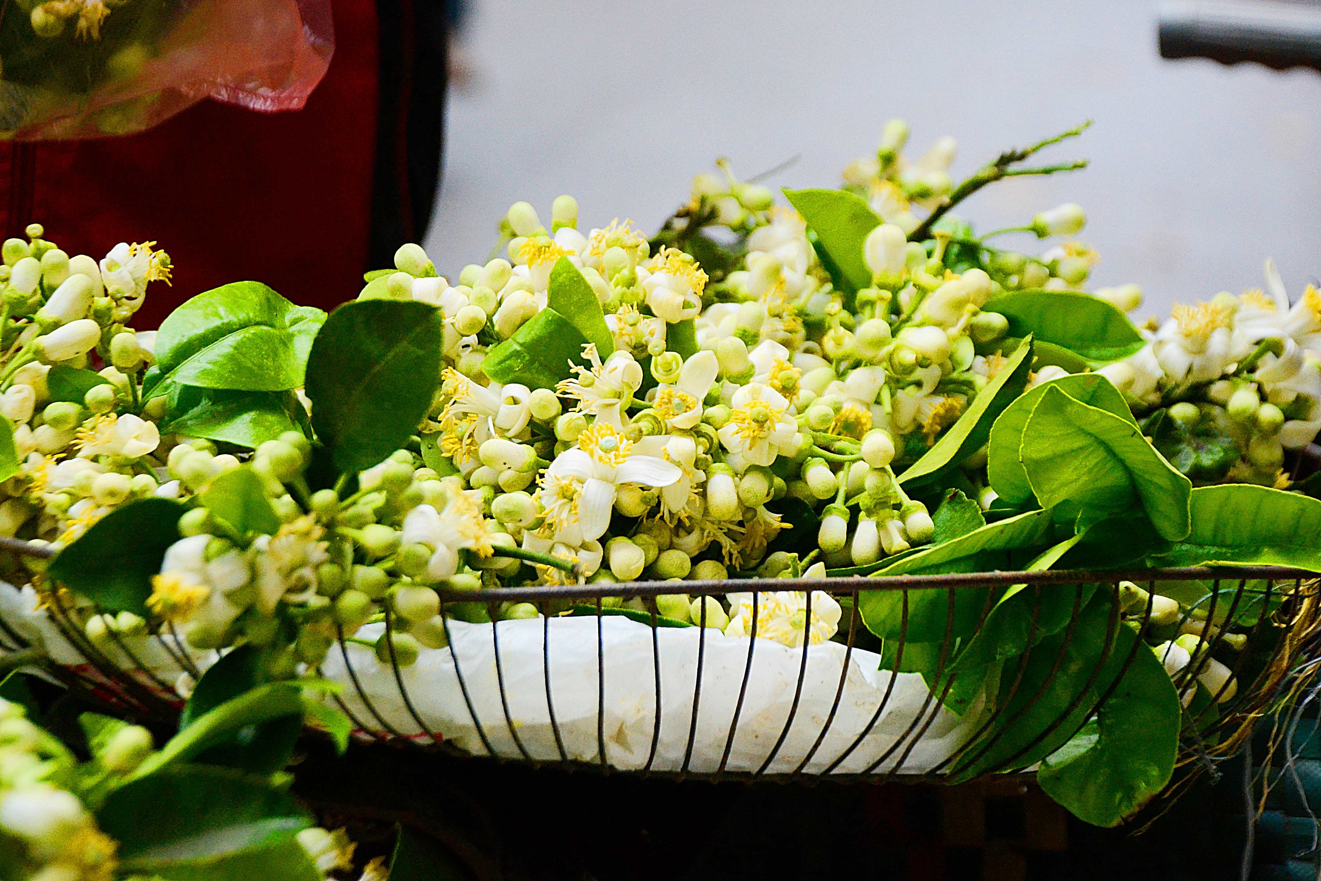 Hoa bưởi đầu mùa giá “chát” 200.000 đồng/kg hút khách Hà Nội