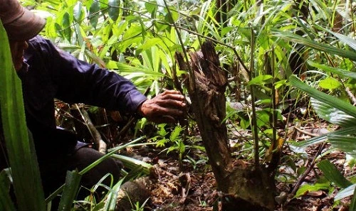 Tận mục những “kho vàng” trên núi ở Việt Nam