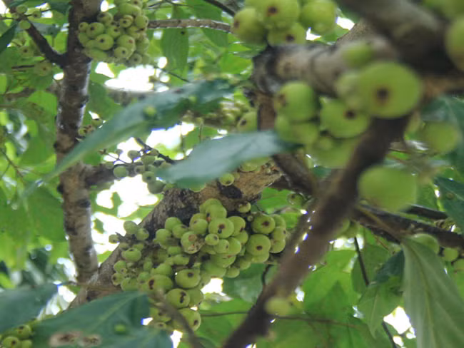 Mãn nhãn cây sung quả mọc chi chít cạnh hồ Thủ Lệ - Hà Nội