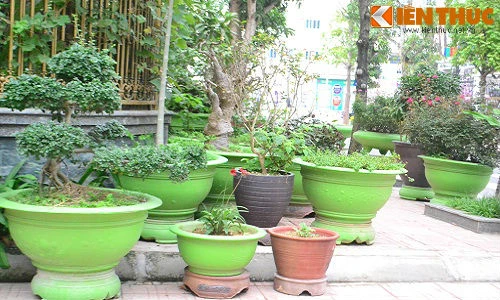 Biệt thự Hà Nội đẹp lạ nhờ những chậu cây màu xanh mát mắt