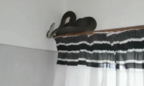 Rùng mình với cảnh rắn độc hơn 2 mét núp trên rèm cửa