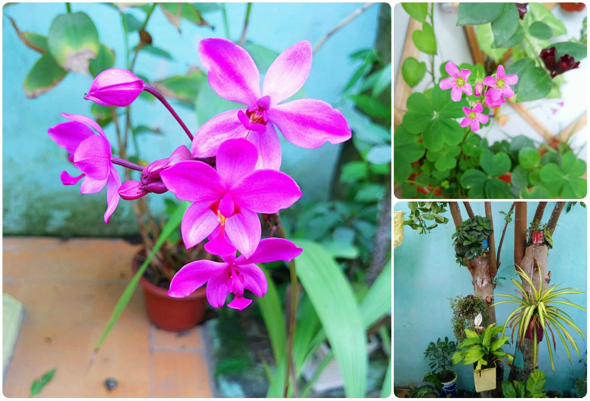 Vườn rau, hoa nhiều màu sắc mê hoặc của mẹ 8X ở Vĩnh Phúc