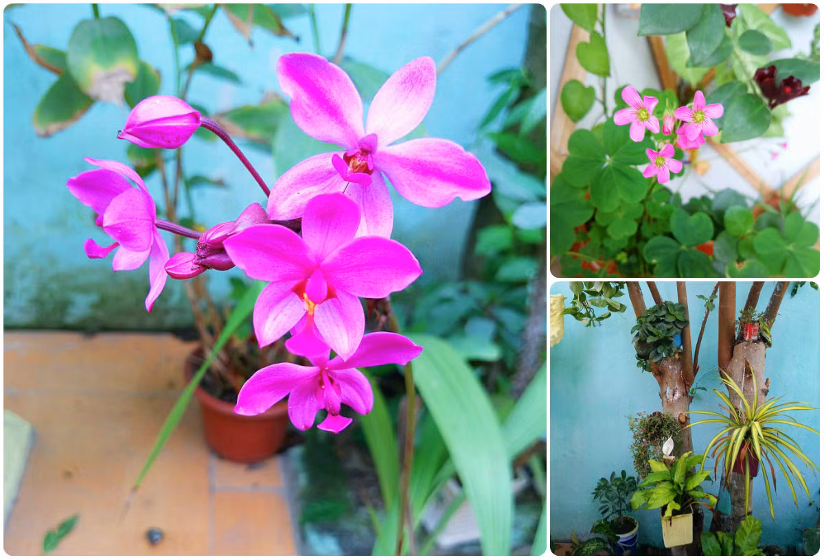 Vườn rau, hoa nhiều màu sắc mê hoặc của mẹ 8X ở Vĩnh Phúc