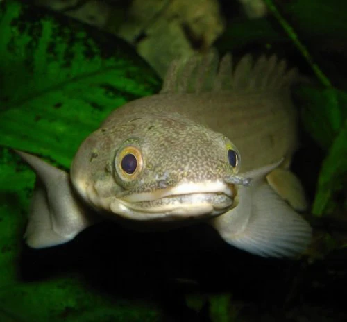 Loài cá siêu lạ: Đi trên cạn, sống trong không khí 8 tháng