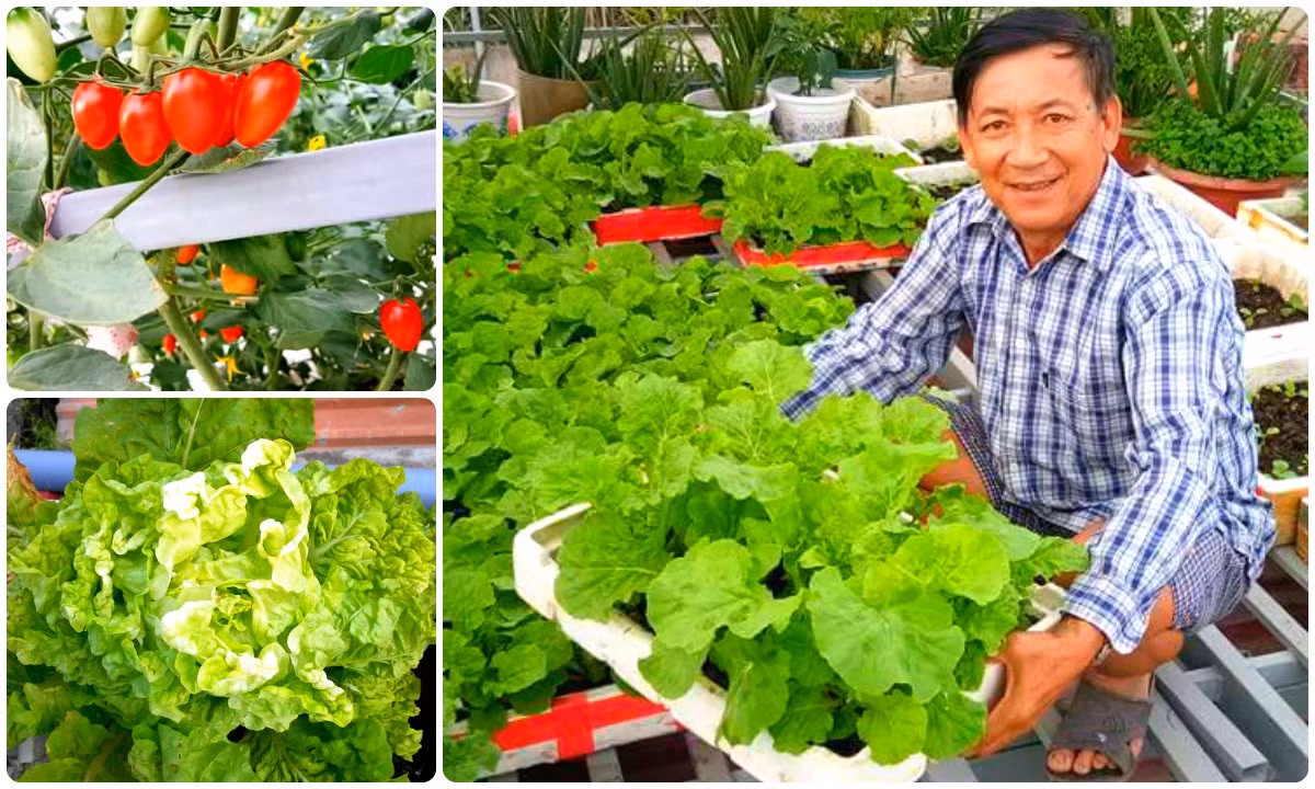 Khu vườn trên mái nhà ngập rau xanh của "lão nông" Bến Tre