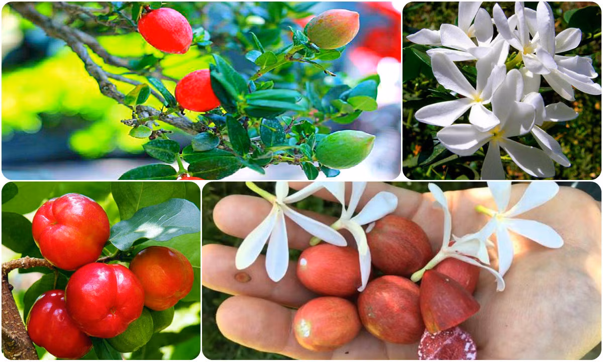 Bonsai siro Đài Loan thế độc lạ: Cây tí hon, giá trăm triệu