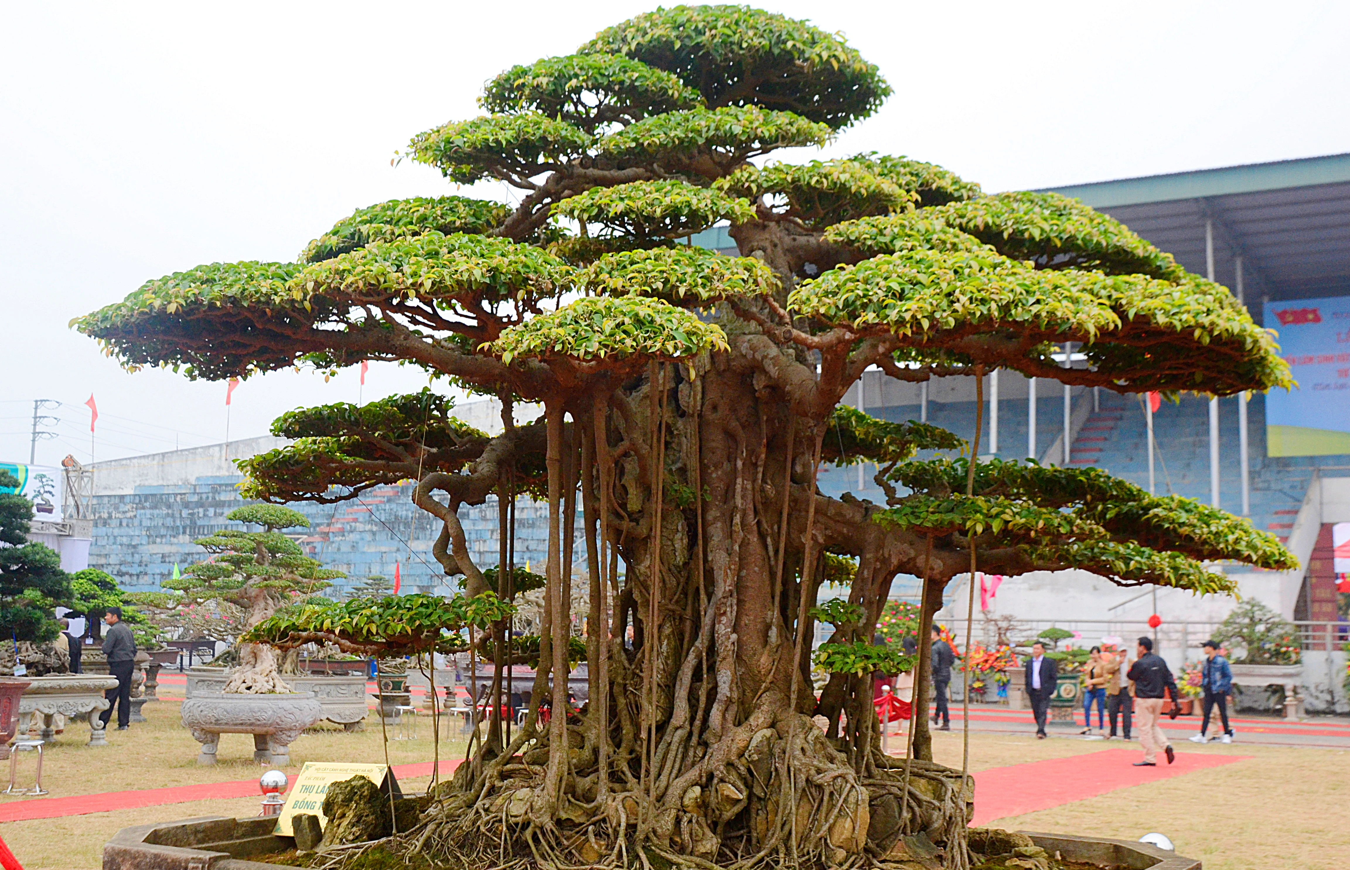 Mãn nhãn cây sanh 6 tay giá tiền tỷ của đại gia Hà Nội