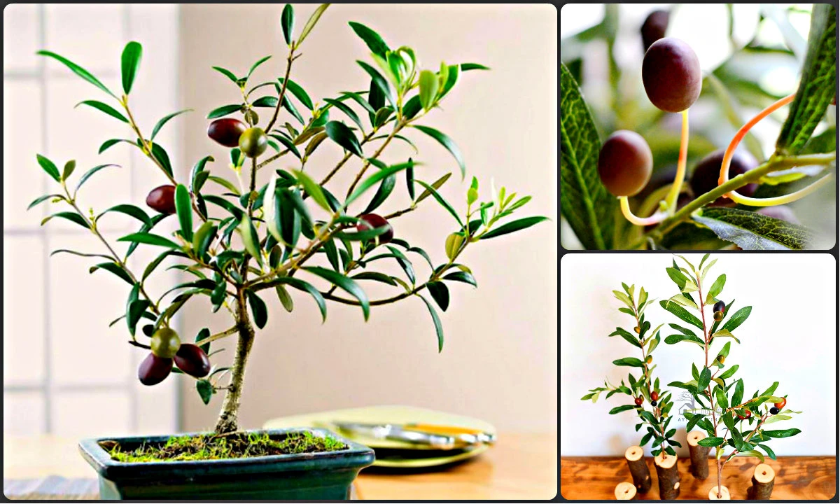 Bonsai ô liu giá bạc triệu gây “sốt” thị trường cây cảnh Tết