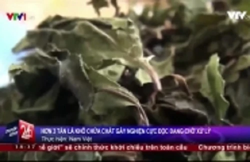 Hãi hùng lá khô chứa chất gây nghiện đội lốt trà sấy khô