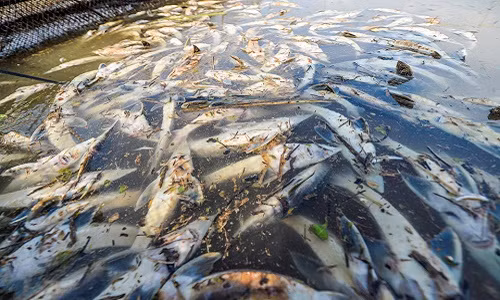 Thủy điện Hòa Bình xả lũ, hàng chục tấn cá tầm chết sát ngày thu hoạch