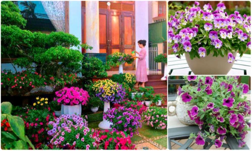 Biệt thự phủ kín hoa dạ yến thảo đẹp ngây ngất ở Việt Nam