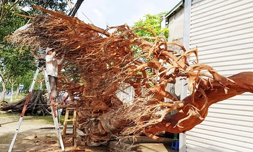 "Dị nhân" chi 200 triệu mua rễ cây mù u 200 tuổi