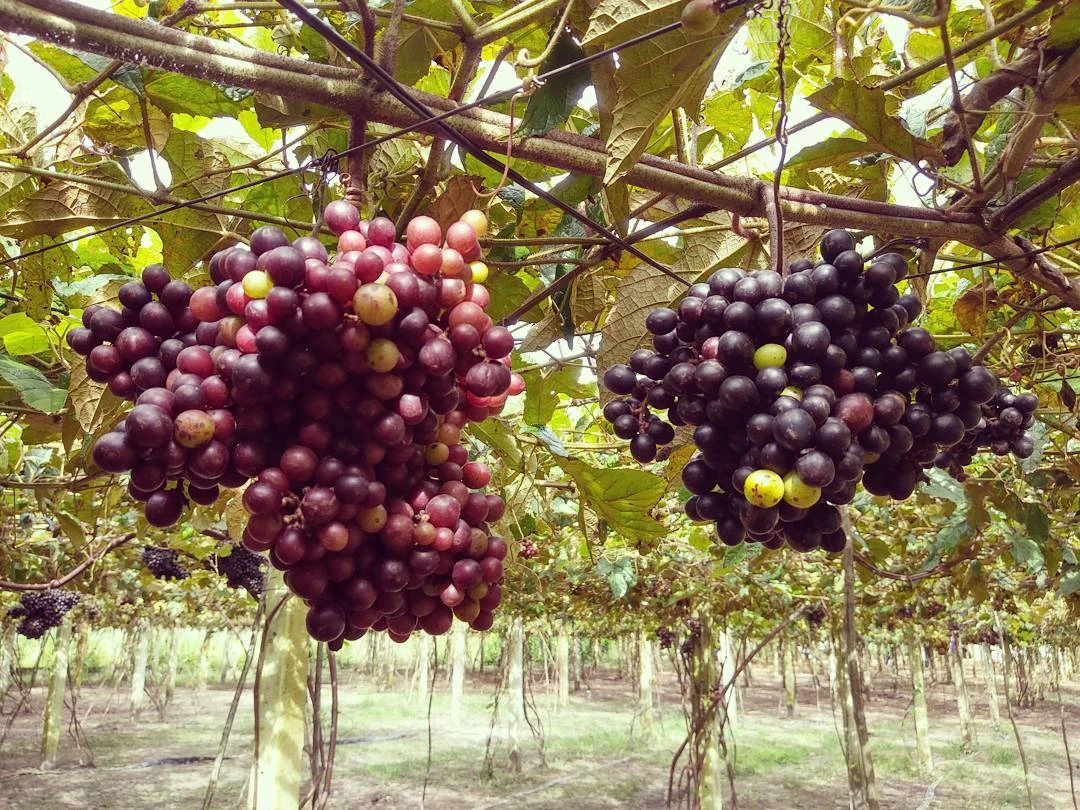 Mướt mắt vườn nho miễn phí độc nhất vô nhị ở Ninh Thuận