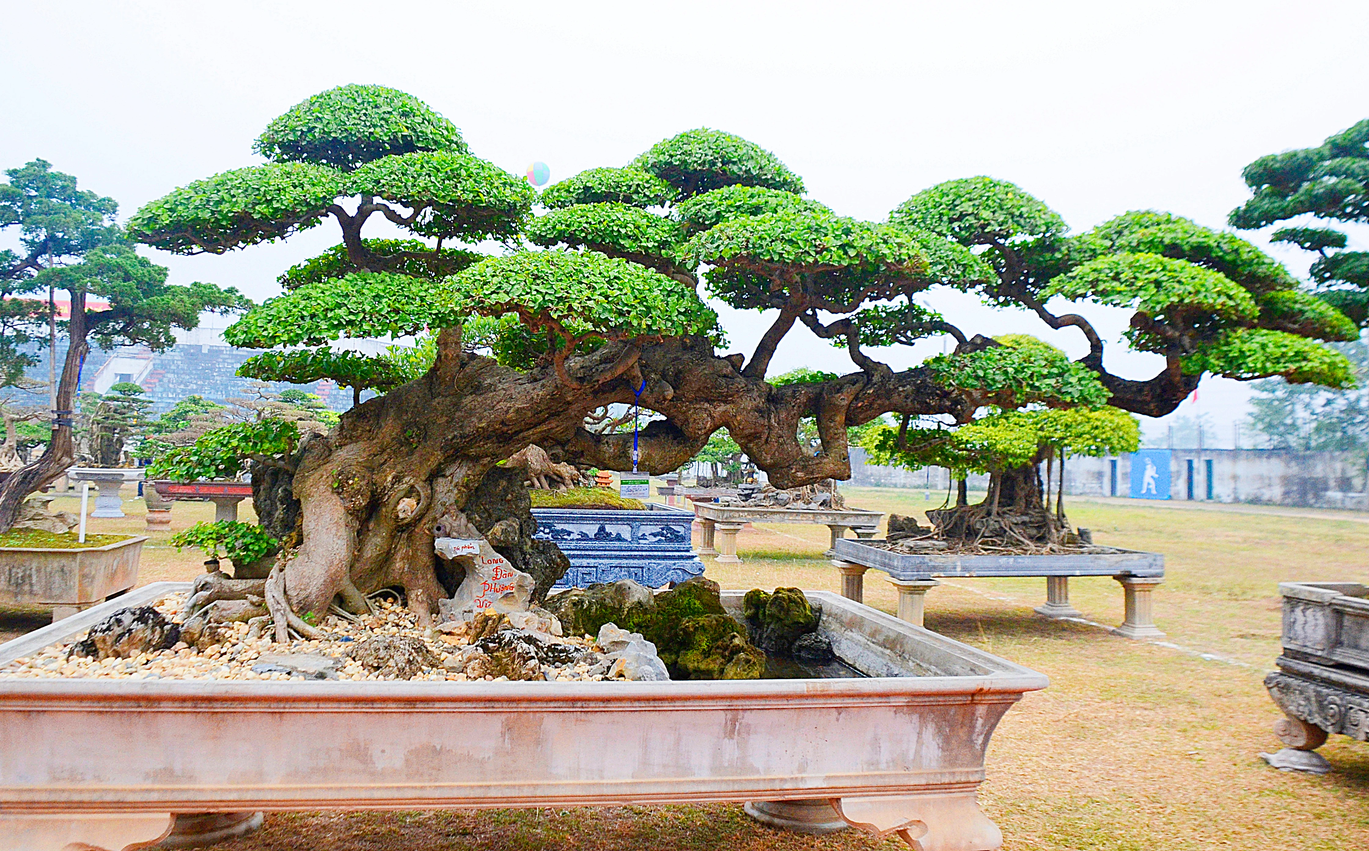 "Lão duối” trăm năm tuổi mang thế độc “long đàn phượng vũ“