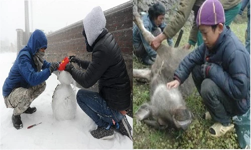 Du khách vui đùa với tuyết, dân khóc mếu vì trâu bò chết thảm