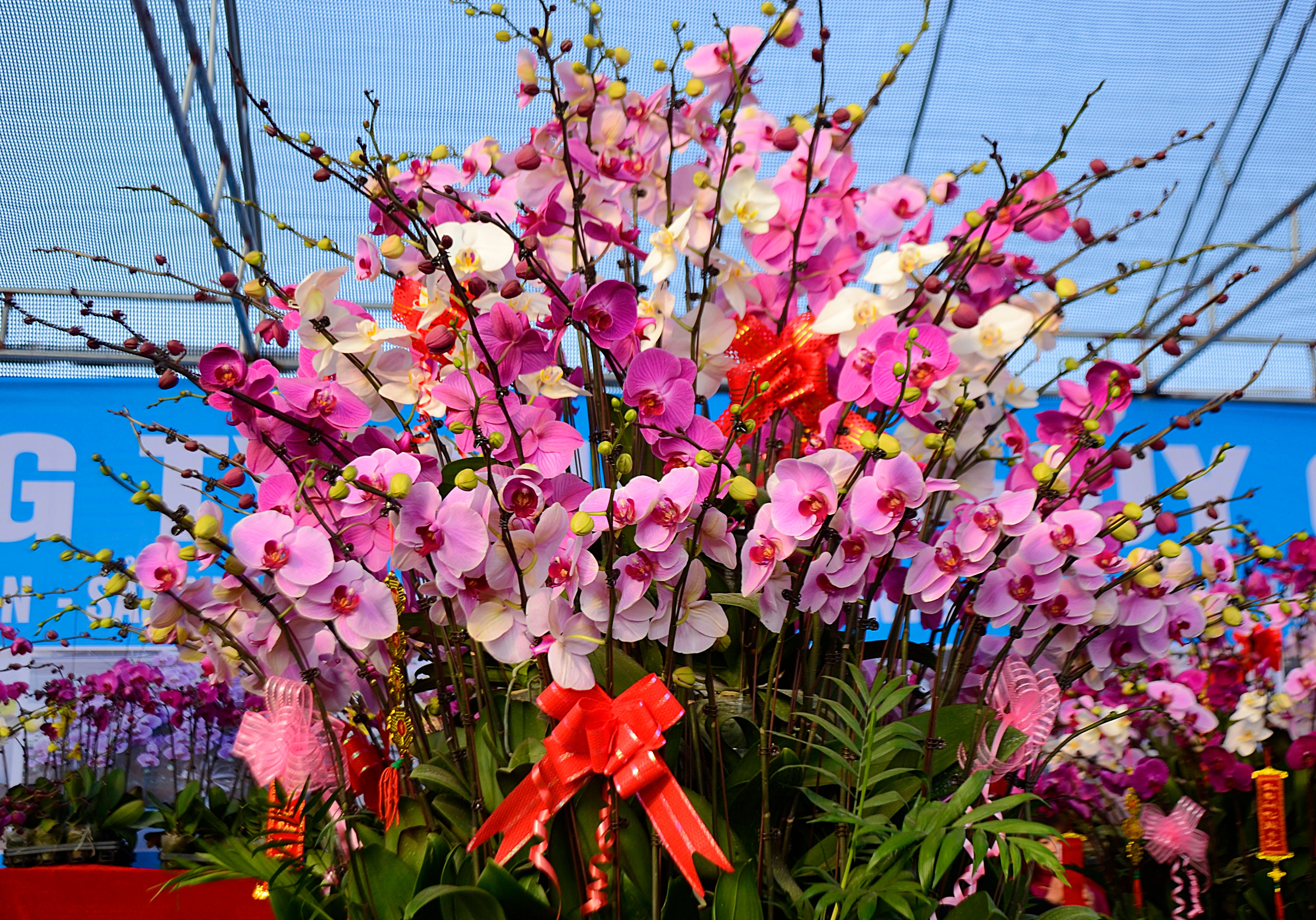 Chưa đến Tết, lan hồ điệp đã chào giá vài chục triệu 