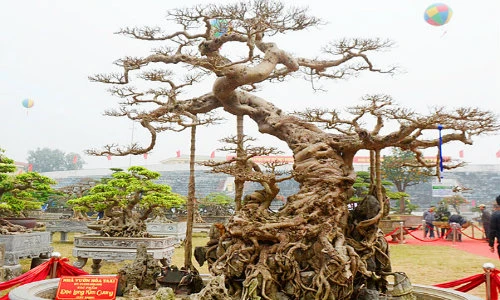 Mục sở thị siêu phẩm “Độc long kim cương” giá triệu USD không bán