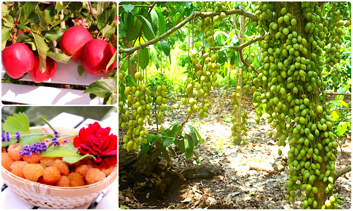 Phát thèm khu vườn quả sai trĩu cành của đại gia Việt 