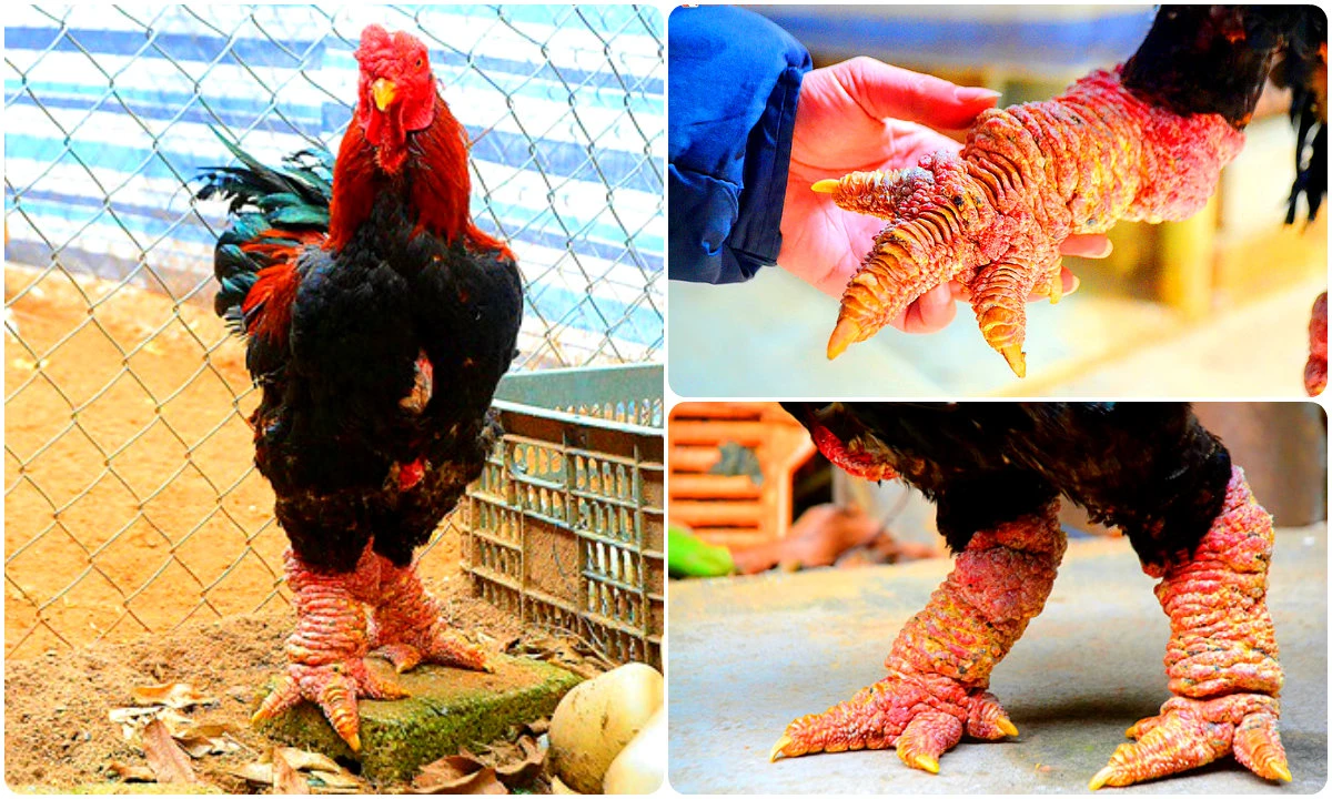 Đột nhập trang trại gà chân khủng chưa Tết đã "cháy hàng" 