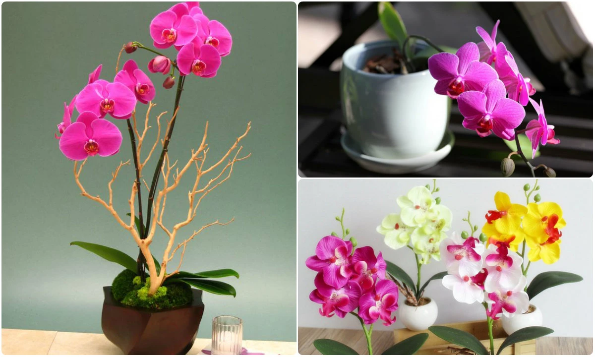 Ngắm hoa lan bonsai mini siêu đẹp trang trí nhà dịp Tết