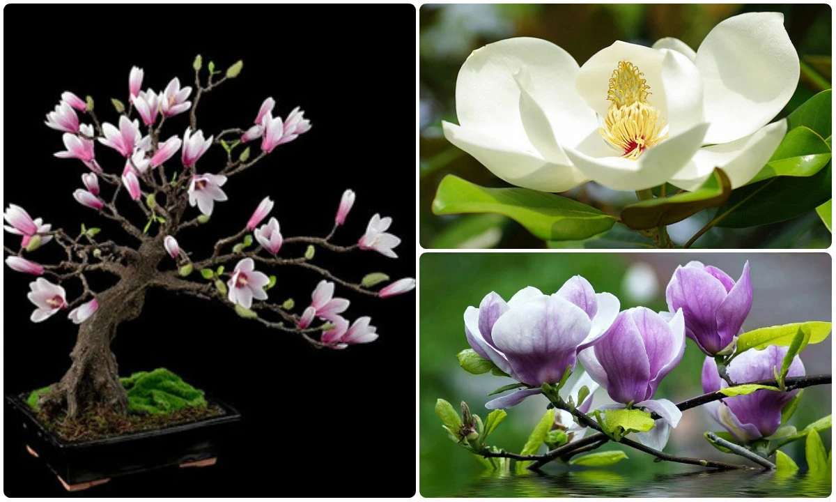 Chiêm ngưỡng bonsai hoa mộc lan làm say đắm lòng người 