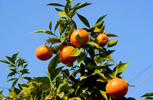 Cam canh chơi Tết “chất lừ” giá chỉ 2 triệu đồng