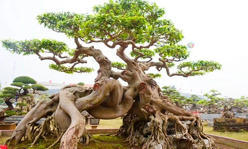 Siêu cây sanh 30 tỷ không bán của đại gia Phú Thọ
