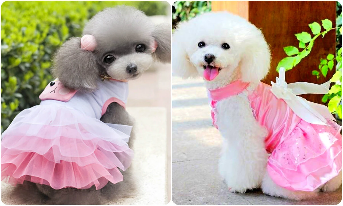 Soi "hàng hiệu" bạc triệu dành cho chó cảnh nhà đại gia Việt