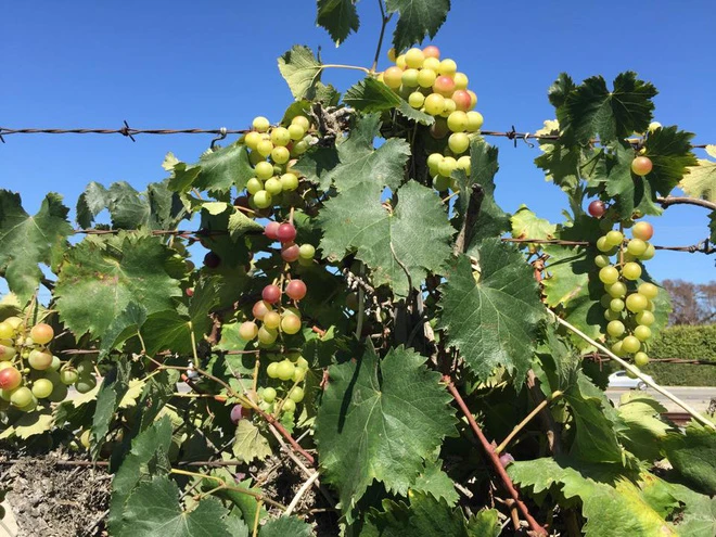 Cận cảnh khu vườn đủ loại rau trái của hoa hậu Việt