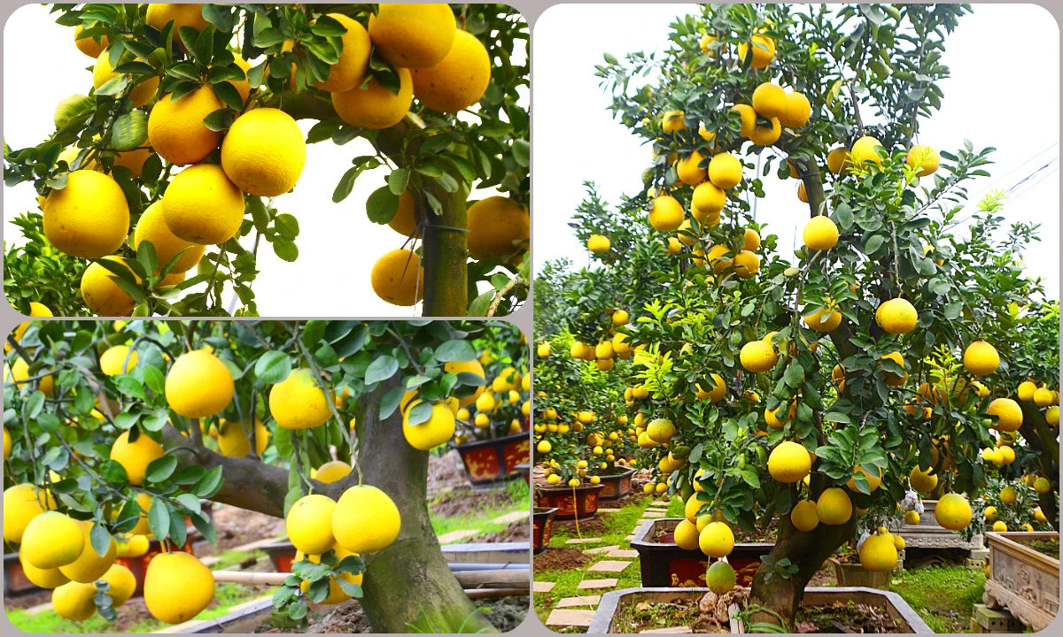 Ngắm cặp bưởi cảnh “Long thăng” siêu khủng giá gần trăm triệu