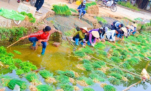 Làng rau Văn Giang - Hưng Yên hối hả vào vụ Tết