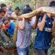 Trăn khổng lồ dài 8,5 mét nuốt trọn người đàn ông Indonesia