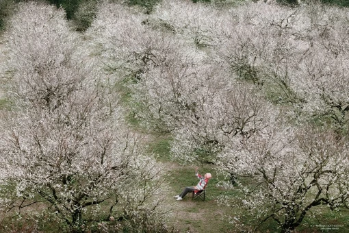 Hoa mận trái mùa khoe sắc trắng trên cao nguyên Mộc Châu, hút khách cuối năm
