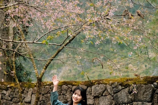 Hoa anh đào khoe sắc hồng rực rỡ tại dinh thự họ Vương