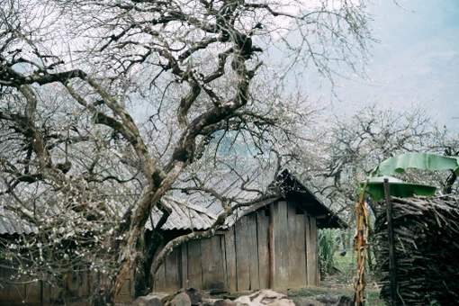 Mùa hoa mận nở, Phiêng Cành hút du khách tìm chốn tĩnh lặng