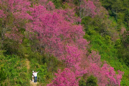 Hoa tớ dày nở rộ, Mí Háng gọi mời du khách