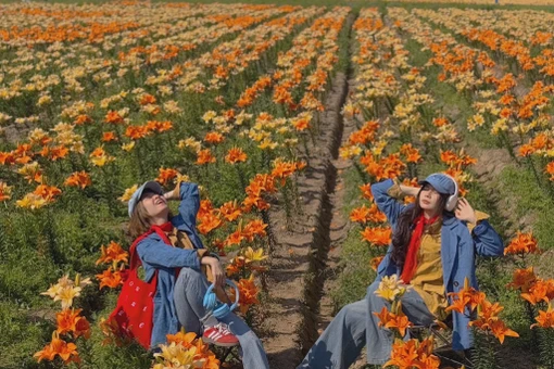 Cánh đồng hoa ly nở rộ ở Hải Phòng, hút du khách đến sống ảo
