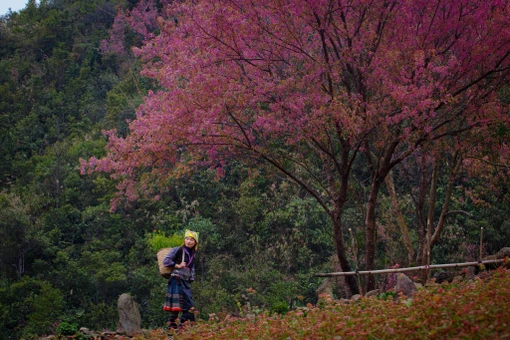 Từ tháng 12 đến đầu năm sau, khi cái lạnh bao trùm khắp sườn non, hoa tớ dày – loài đào rừng đặc trưng của người Mông – bắt đầu bung nở, phủ hồng khắp núi rừng, mang đến một diện mạo hoàn toàn khác cho Mù Cang Chải. Ảnh Giàng A Chay