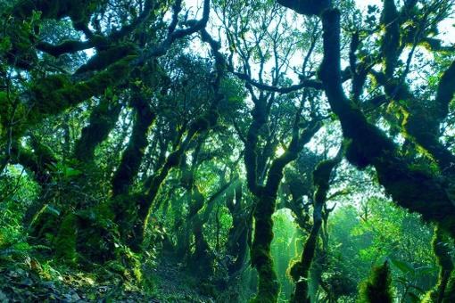 View - Rừng cổ thụ rêu xanh Nậm Nghẹp điểm trekking mê hoặc du khách yêu thiên nhiên | Báo Tri thức và Cuộc sống - TIN TỨC PHỔ BIẾN KIẾN THỨC 24H