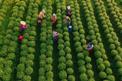 Về Tây Ninh ngắm làng hoa An Cơ vào vụ Tết