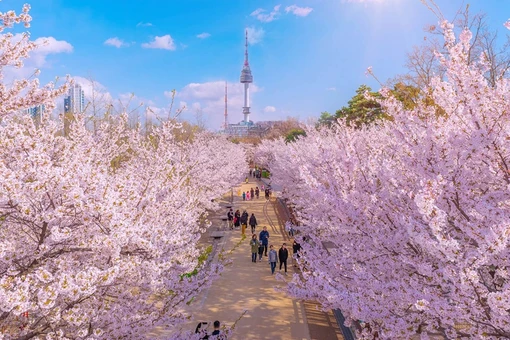 Gợi ý điểm ngắm cảnh lý tưởng ở Hàn Quốc mùa xuân khiến du khách mê mẩn